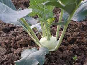 Kohlrabi Delikateß