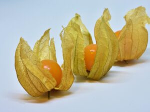 Physalis Schönbrunner Gold