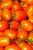 Eiertomate Roma